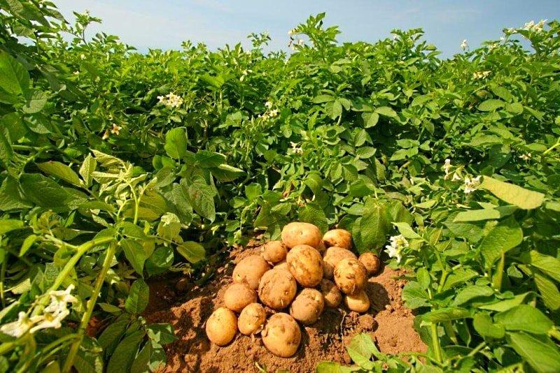 что положить в лунку при посадке картофеля для хорошего урожая