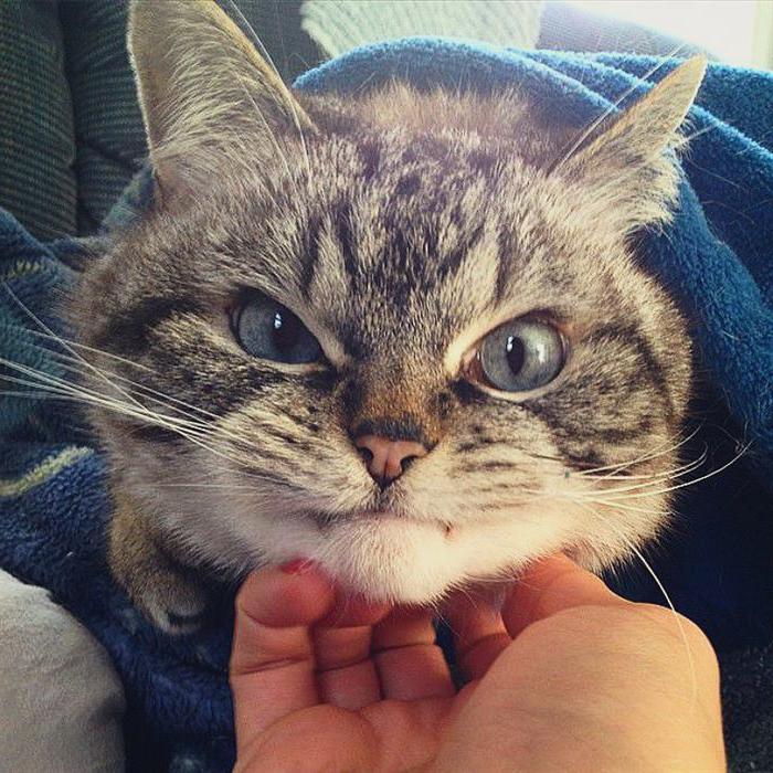 Кошка мстит что делать. Смотреть фото Кошка мстит что делать. Смотреть картинку Кошка мстит что делать. Картинка про Кошка мстит что делать. Фото Кошка мстит что делать