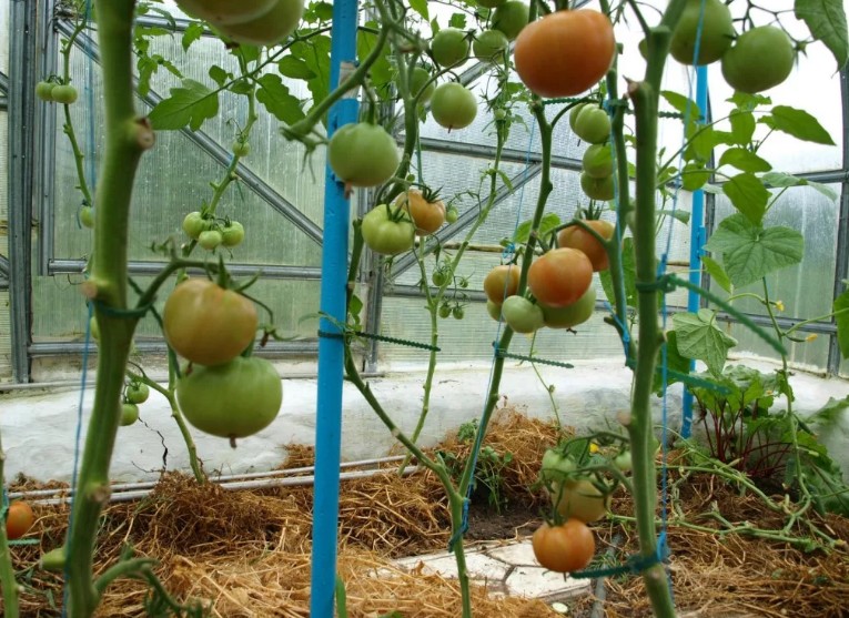Стоит ли срывать листья помидор в теплице