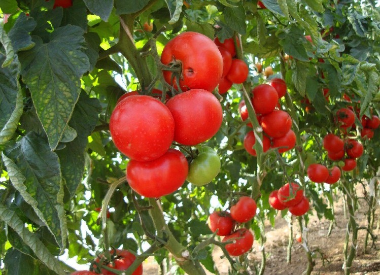 Нужно ли обрезать листья помидоров и Как и когда обрезать нижние листья помидоров, а главное