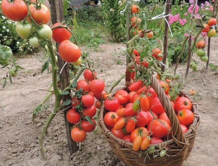 Нужно ли обрезать листья помидоров и Как и когда обрезать нижние листья помидоров, а главное