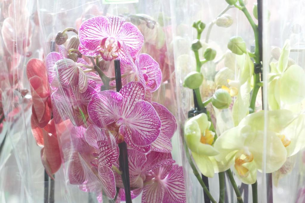 Золотые орхидеи: разнообразие сортов и правила ухода