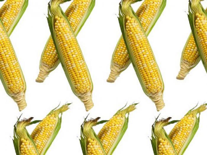 молодая кукуруза