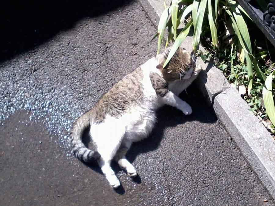 Грыжа у кошки на животе как выглядит Живот для кошек - одна из самых важных частей тела: почему это хорошо, когда у н