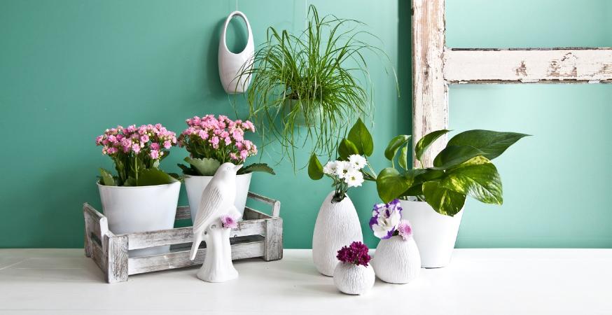 Подкармливать больные цветы и другие ошибки при подкормке комнатных растений