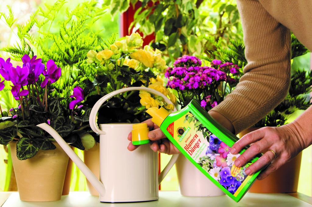 Подкармливать больные цветы и другие ошибки при подкормке комнатных растений