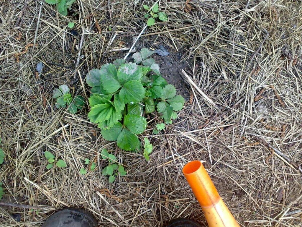 Подкормка клубники борной кислотой и йодом и марганцовкой и нашатырным спиртом