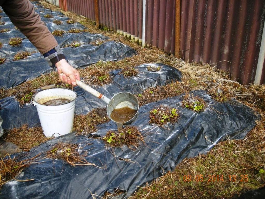 Подкормка клубники борной кислотой и йодом и марганцовкой и нашатырным спиртом