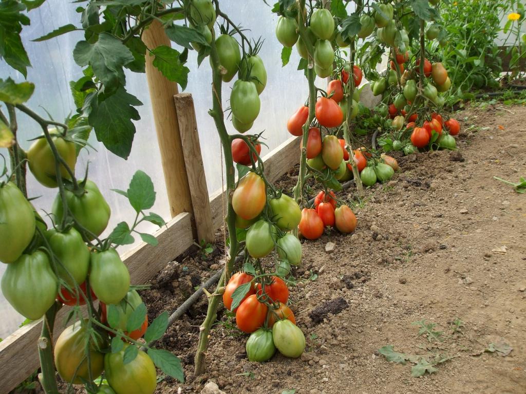 Базилик посадить с помидорами и Что посадить рядом с помидорами? Может базилик, чеснок?