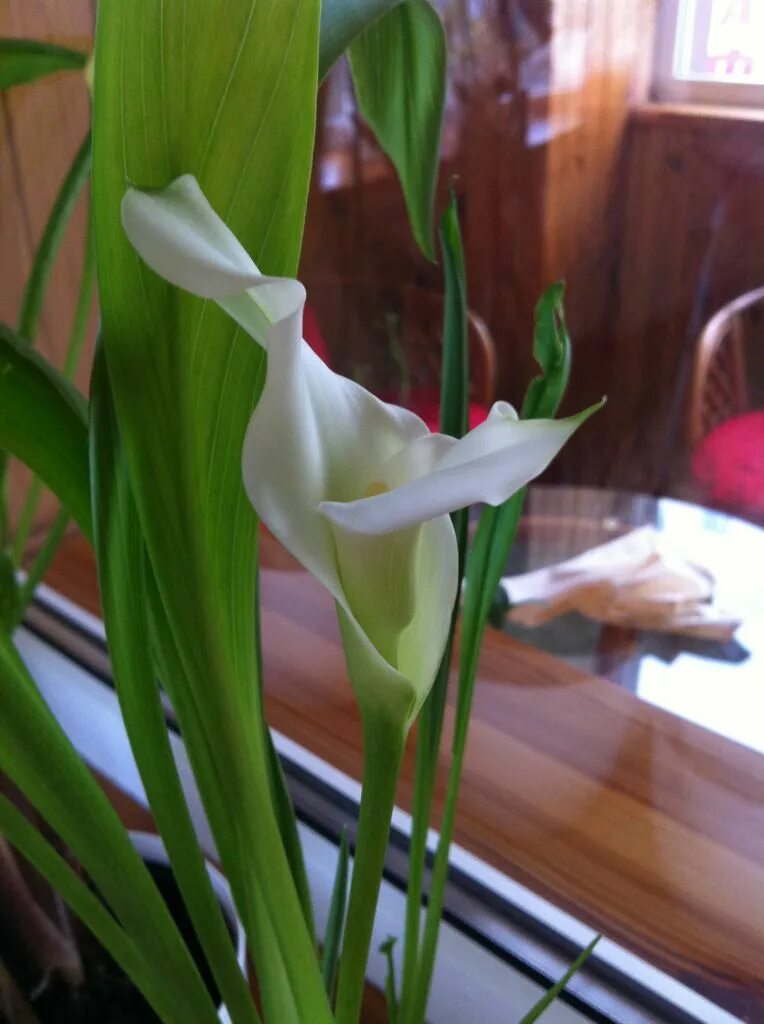 Выкопанные клубни калл. Как правильно убирать каллы. Калла сан ремо. Грунт для каллы. Как правильно убирать каллы.