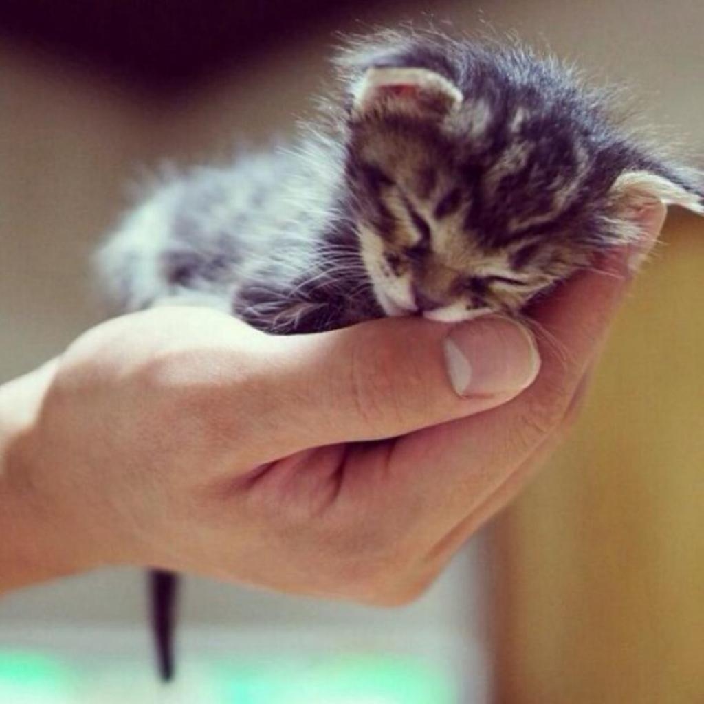 красивые маленькие тату. маленькие милые руки. крошечный котенок. котенок на ладошке. маленькие милые руки.