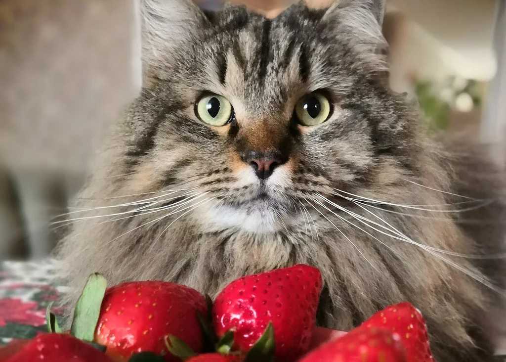 Кот ест клубнику картинки