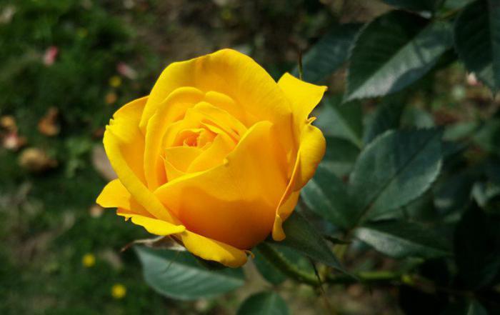 Что символизируют желтые розы