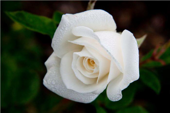 Белый - цветок свадебных букетов
