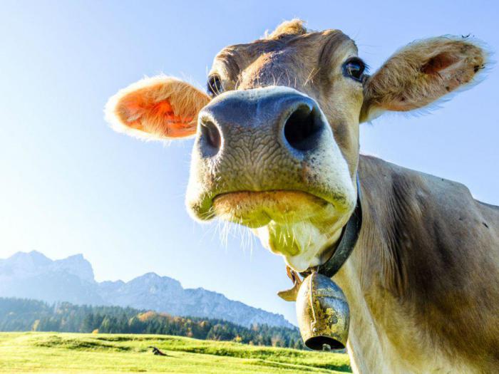 польза и вред коровьего молока