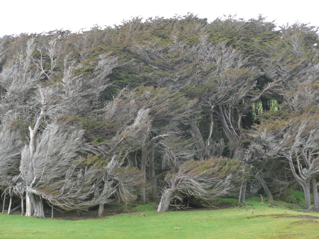 Деревья новой зеландии