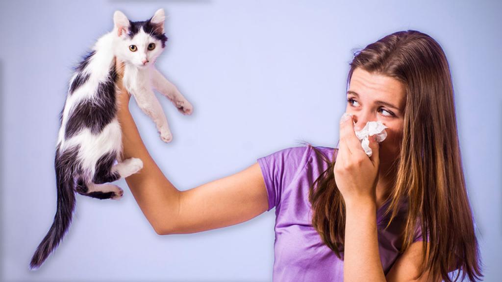 Как идти в гости где кошка аллергия
