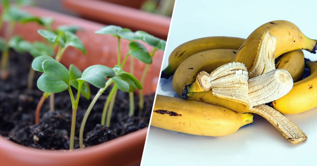 Банановая кожура как удобрение для огорода