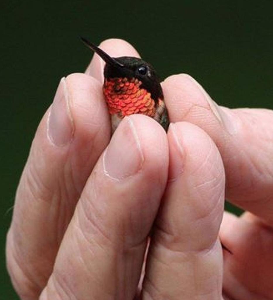 Птицы маленького размера. Птенец Колибри. Самая маленькая птичка Колибри. Самая маленькая Колибри в мире. Самая маленькая Колибри размер.