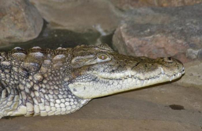 экскременты крокодила для губ