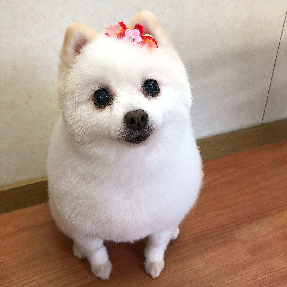 Собака китайский шпиц