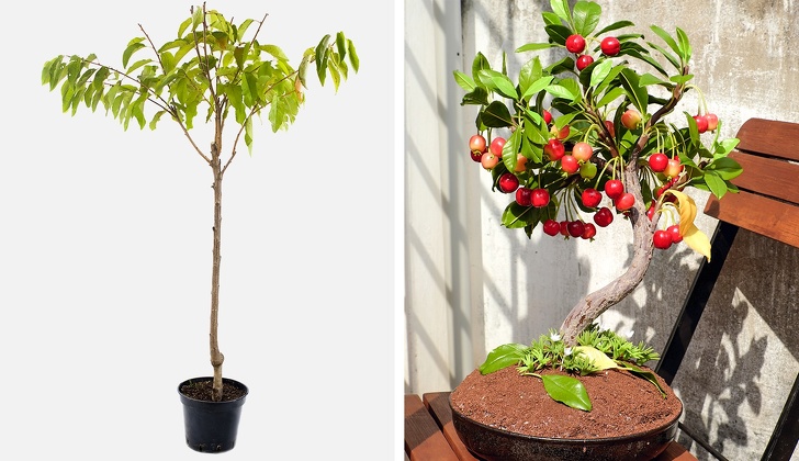 Как вырастить плодовые деревья из семечки