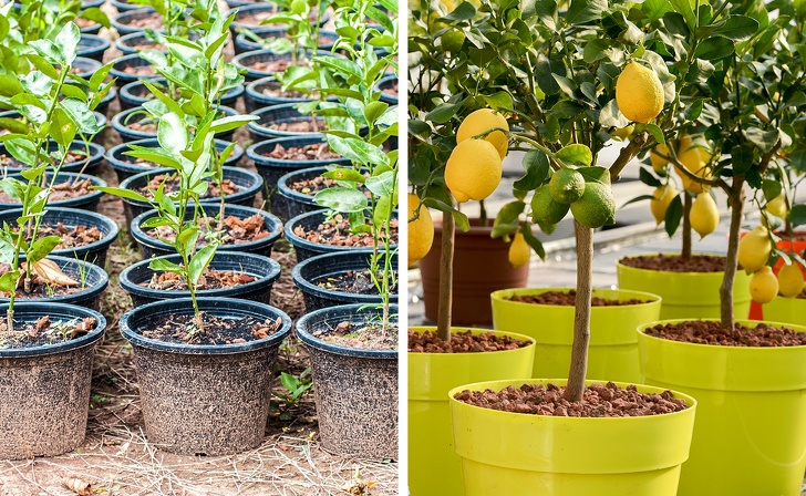 Как вырастить плодовые деревья из семечки