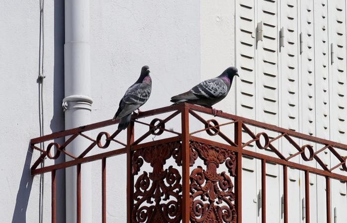 Как отмыть птичий помет с балкона