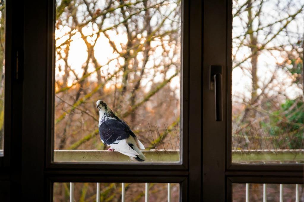 Чем отмыть помет голубей на балконе