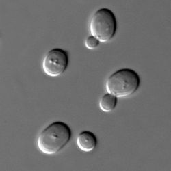 Прокариоты - это... Прокариоты и эукариоты