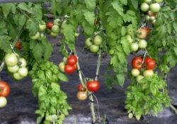 Выращиваем томат 
