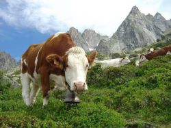 Селекция животных: методы. Селекция растений и животных