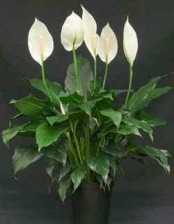 Волшебный цветок 