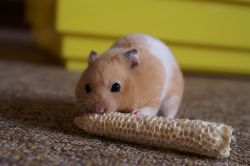 Чем кормить хомяков, или правильное питание вашего пушистого любимца