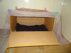 Роды у кошек