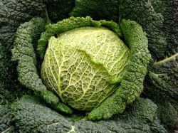 Вкусна и полезна капуста савойская 