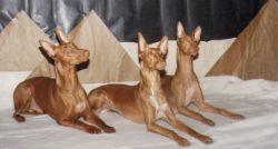 Кто она — собака фараонов: экстерьер, характер, наследственные болезни 