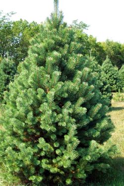 Сосна обыкновенная - хвойная красавица