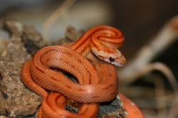 К чему снится змея? Выбирайте сами