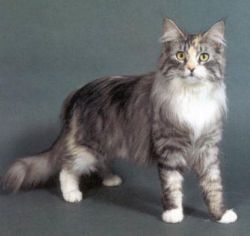 Самая большая кошка: рейтинг