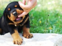 Советы неопытному владельцу: как отучить щенка кусаться 