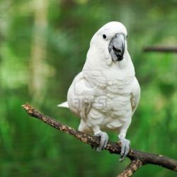 Говорящие попугаи больших размеров: выбираем 