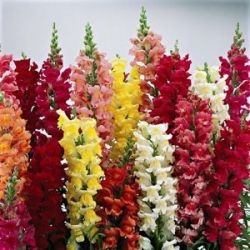 Львиный зев – рекомендации по выращиванию