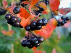 Черноплодная рябина: свойства и варианты использования