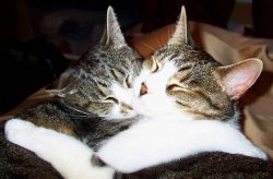 Беременность кошки - приятное событие