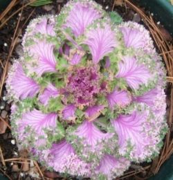 Декоративная капуста на цветочной клумбе