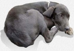 Энтерит у собак: как его распознать и вылечить