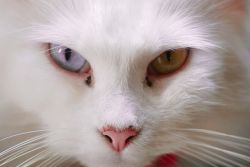 Ангорская кошка: описание породы