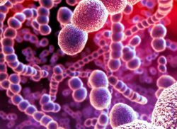 Грамположительные и грамотрицательные бактерии. Грамположительные бактерии: строение