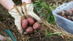 Посадка картофеля традиционным методом